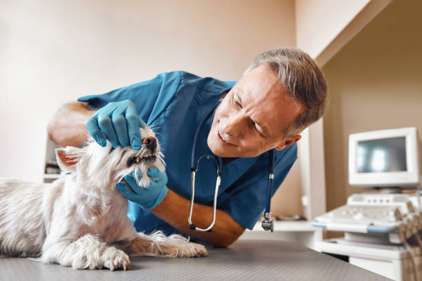 Best Emergency Dentist for Knocked-Out Tooth in Kenneth City, FL
